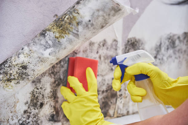 Best Commercial Mold Inspection  in Sandy Oaks, TX